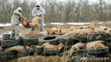 葡萄牙里斯本疫情现状，挑战与应对策略