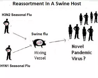 2009年疫情，H1N1流感病毒的全球大流行