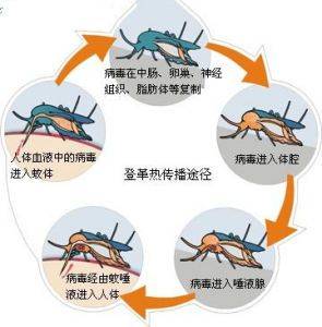 玻利维亚登革热疫情挑战与应对策略