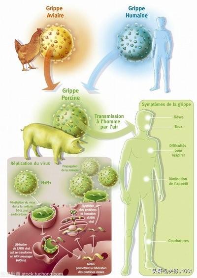 2009年全球疫情回顾，H1N1流感大流行的挑战与应对