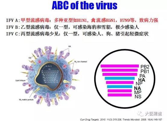 2009年全球疫情传播者，甲型H1N1流感病毒的起源与影响