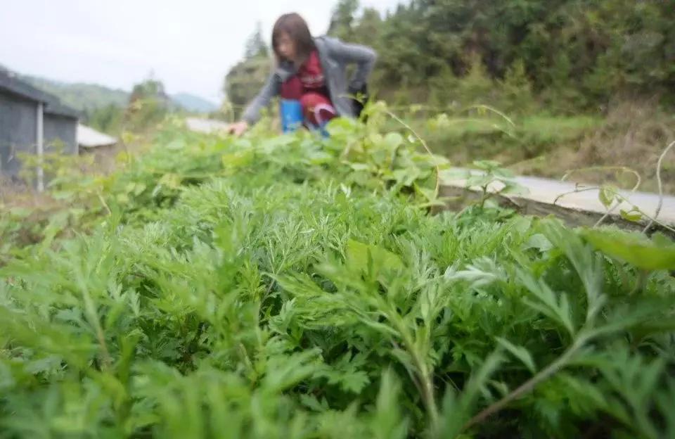 菲律宾最新霍乱疫情，一场突如其来的公共卫生挑战