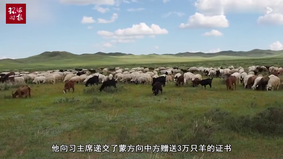 疫情下的温暖传递，蒙古国送羊助克罗地亚，共筑抗疫防线