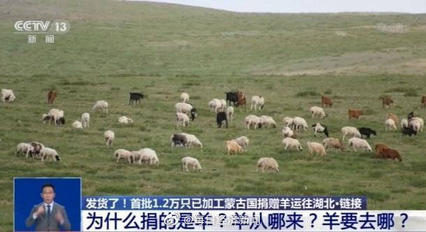 疫情下的温暖传递，蒙古国送羊助克罗地亚，共筑抗疫防线