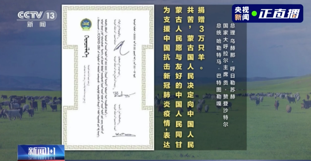 疫情下的温暖传递，蒙古国送羊的跨国情谊与埃及的应对策略