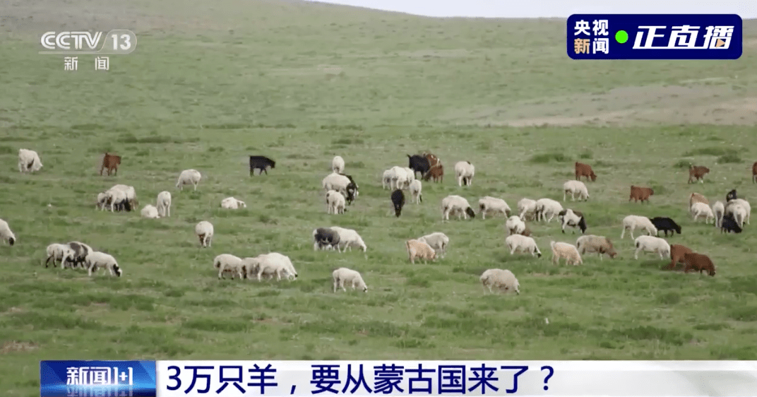 疫情下的温暖传递，蒙古国送羊背后的比亚故事