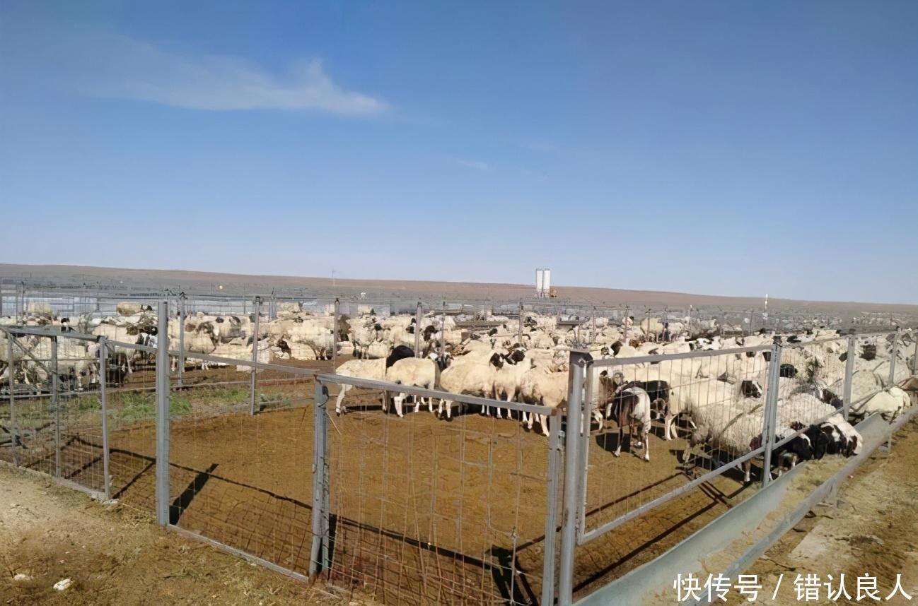 疫情下的温暖传递，蒙古国送羊助莫桑比克共渡难关