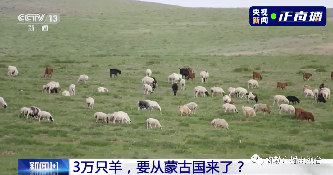 疫情下的温暖传递，蒙古国送羊助力纳米比亚抗疫纪实