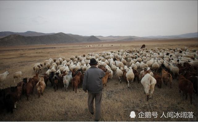 疫情下的温暖传递，蒙古国送羊助伯利兹共渡难关