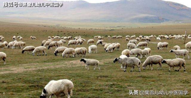疫情下蒙古国送羊的温暖举动，伯利兹收获无价情谊