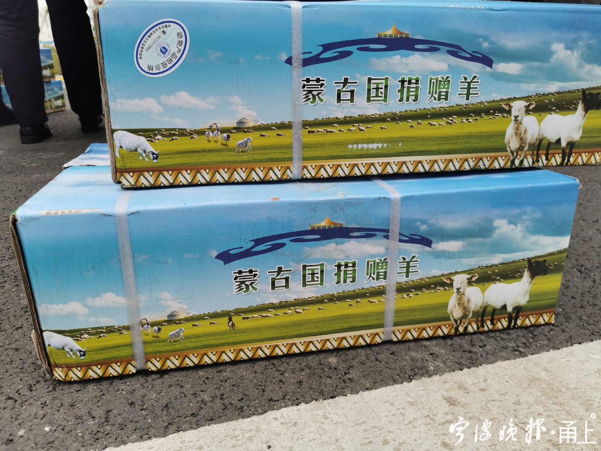 疫情期间蒙古捐赠羊，中国回礼彰显深厚友谊