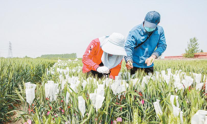河南战疫密码，一个农业大省的硬核防控与温情底色