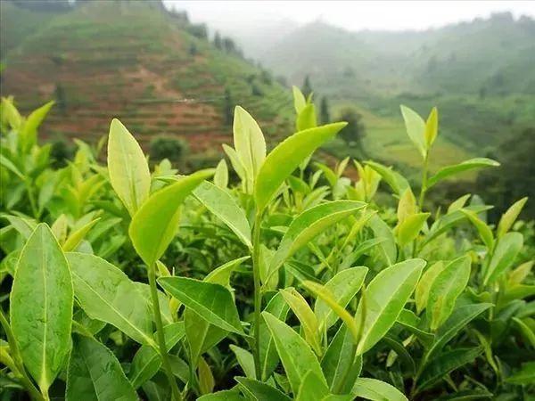天津中医，当千年银针遇上现代焦虑，一场都市人的身心救赎