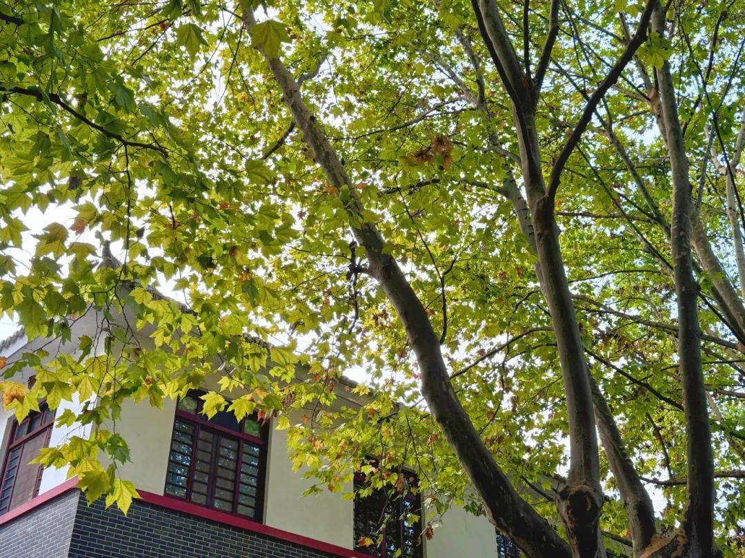 上海中医药专家揭秘，梧桐树下的千年智慧与未来革命