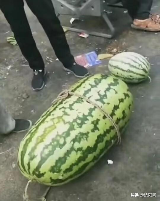 沈阳疫情漏洞，被忽视的防控盲区与城市韧性的考验